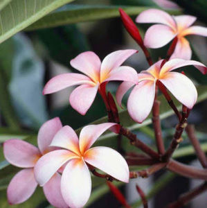 Meet your Posher, Rosemary